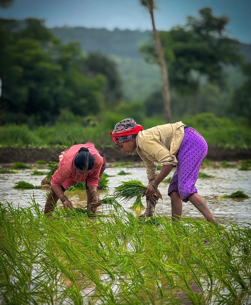 Farmers planting rice in a paddy field