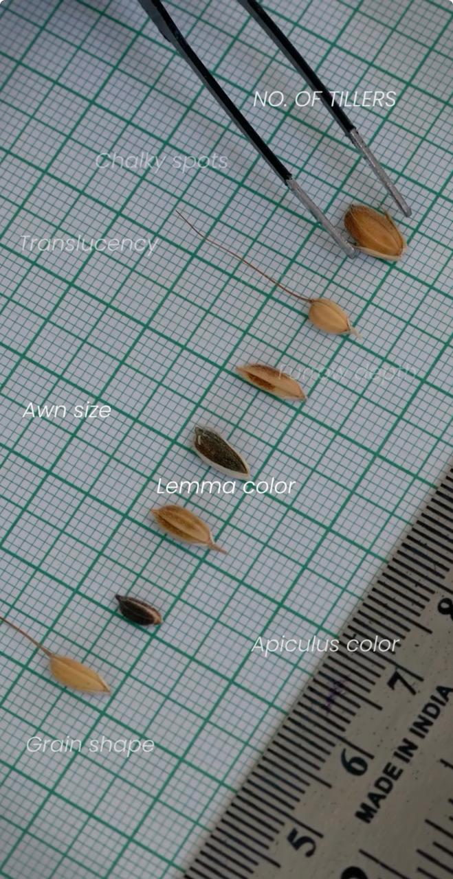 Rice grains being graded for quality on a scale