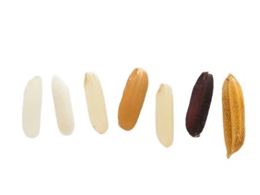 Extreme close-up of a rice grain